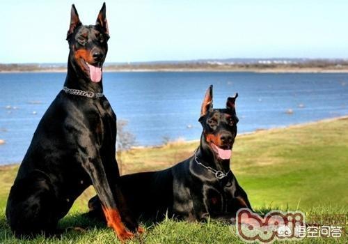 大型宠物犬品种大全及图片:有什么大型犬推荐，便宜的，贵的我养不起，好难？