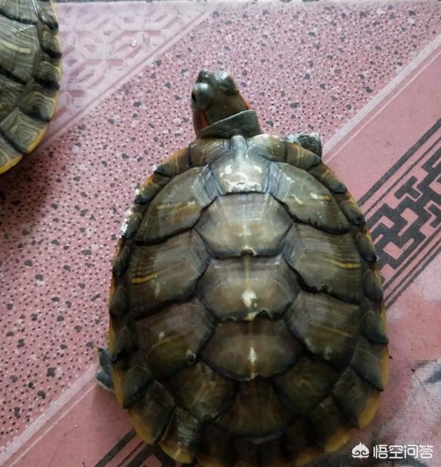 怎样养乌龟:如何养殖乌龟，应该注意什么呢？