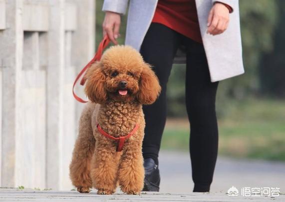 白贵宾犬和泰迪的区别:比熊犬和贵宾犬的区别是什么？