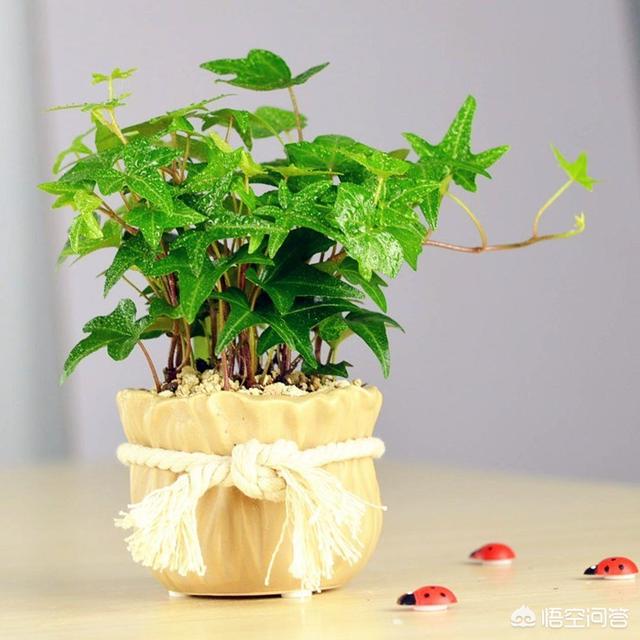 展叶鸟巢蕨吸甲醛吗:吸甲醛比较好的植物有哪些？谁能说一下？
