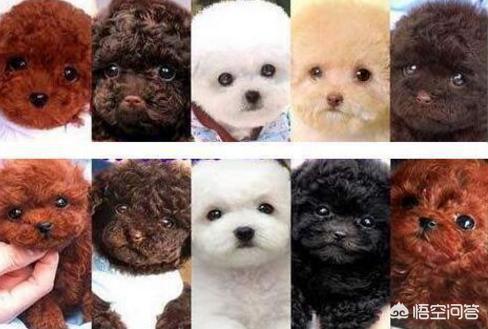 灰色的小贵宾狗怎么养:哪些颜色的贵宾犬最多人养呢？