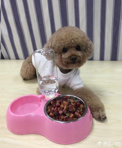 灰色的小贵宾狗怎么养:哪些颜色的贵宾犬最多人养呢？