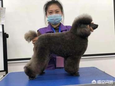 派多格官网:在派多格学习宠物美容师有发展的前途吗？