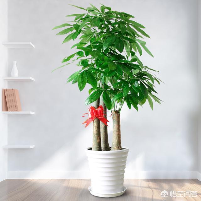 室内观赏植物:说说适合室内养的漂亮植物最好能开花？