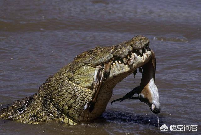 头条问答 - 假如美洲豹长得和东北虎一样大能不能捕食尼罗鳄?