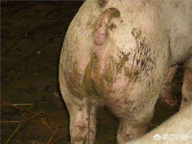 荷兰猪拉稀的原因:豚鼠一般养多久会生小的，怎么样？