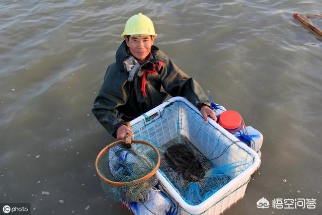 海虾养殖需要哪些技术:海虾的养殖需要哪些条件 在网上哪里可以找到养南美对虾的技术？