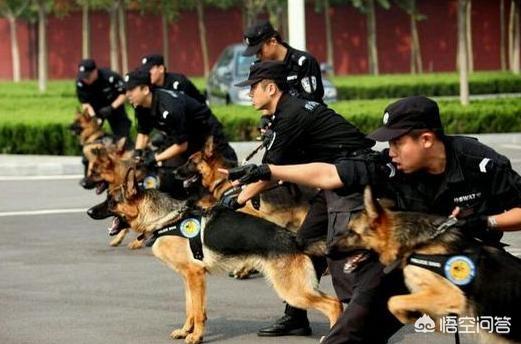 罗威纳警犬图片大全:现在常见的警犬有哪些犬种呢？ 罗威纳适合当警犬么