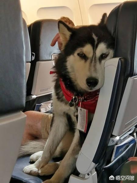 纯种爱尔兰猎狼犬价格:可以带狗狗一起去旅行吗，要坐飞机？