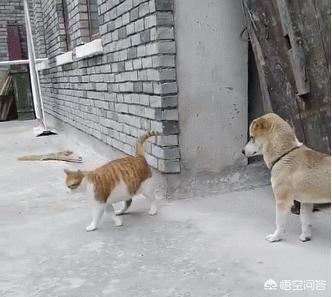 2020狗猫咪品种大全及图片:小狗，小猪，小猫，你们更喜欢哪一个，喜欢哪个品种？