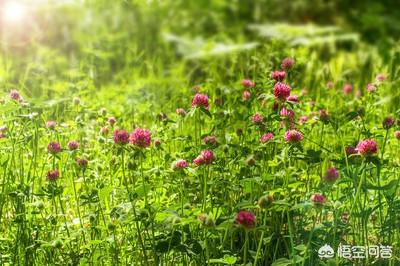 豆科牧草:豆科牧草有哪些 桃树土地下面种植什么草？