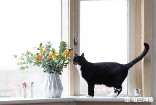 猫发情怎么办:夏天的时候猫咪还会发情吗？猫咪还在叫春该怎么办？