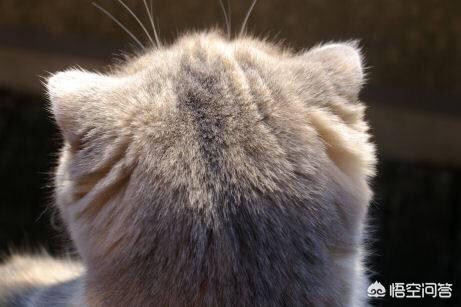 猫叔图片:#宠爱日# 你收养过流浪动物吗？你和它有什么故事？