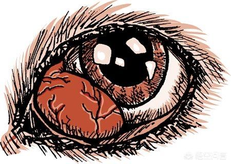 短毛波斯猫流黄眼泪:猫流眼泪是在哭吗？会有哪些原因呢？