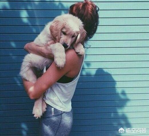 比利牛斯山犬黑色:哪些狗狗非常忠心，会用自己的生命去保护主人？