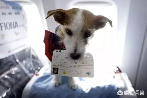 法斗犬能坐飞机吗:宠物可以带上飞机么，宠物如何办理托运？