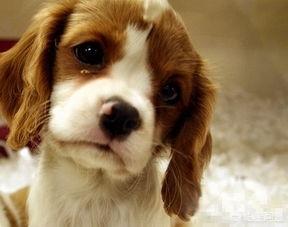 可卡幼犬流眼泪:狗狗为什么总是爱流眼泪？