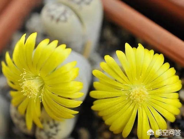 石花是什么样子的,多肉生石花。摄影怎么拍？