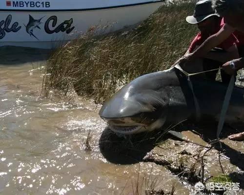 熊猫鱼直播间:渔民捕获