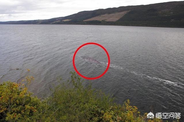 尼斯湖的水怪是什么，尼斯湖巨大水怪再现身，清晰照确认为新水怪！它到底是什么生物