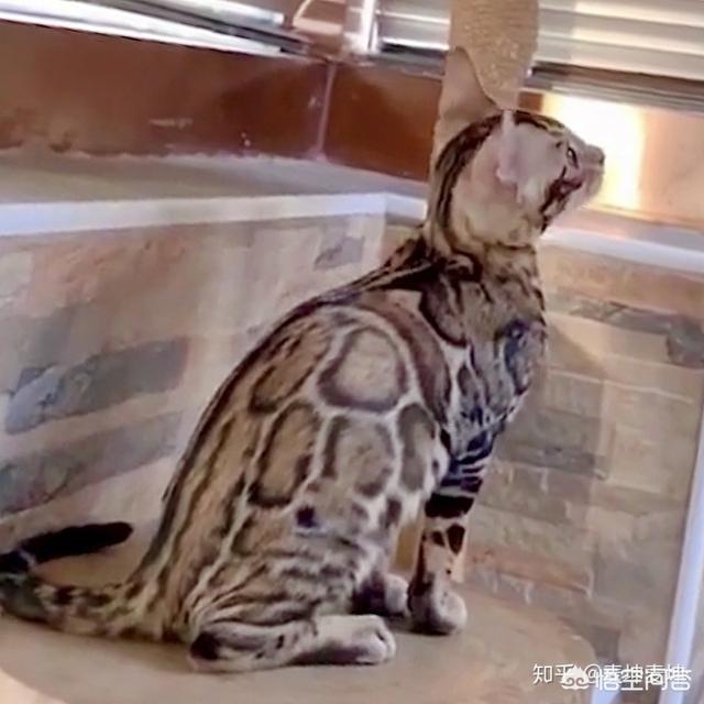 地中海孟加拉猫舍:孟加拉豹猫小时候是黑白色大了是什么色？