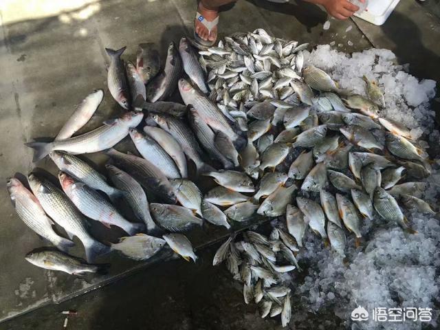 海钓活饵可以用泥鳅:海钓鲈鱼泥鳅好还是沙蚕好？