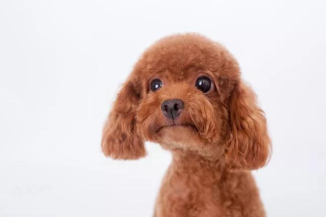 泰迪狗狗训练教程:泰迪犬怎么训练，训练2个月大的泰迪犬？