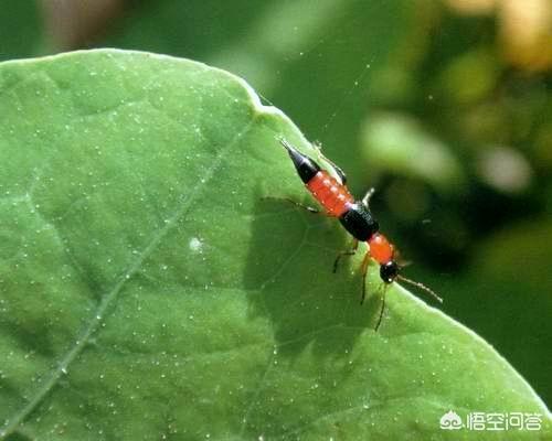 隐翅虫有哪些特征，瓢虫怎么区分是益虫，还是害虫