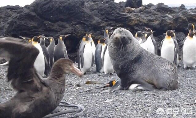 一只猪和一只袋鼠能相爱吗？