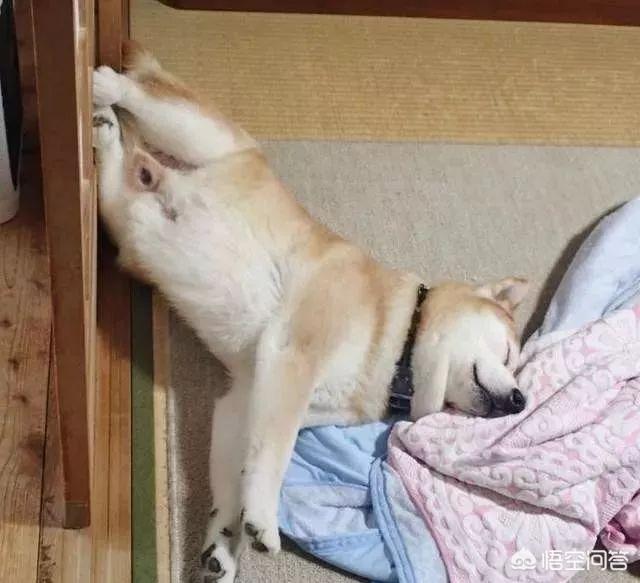 狗和狼的DNA一样吗？插图4