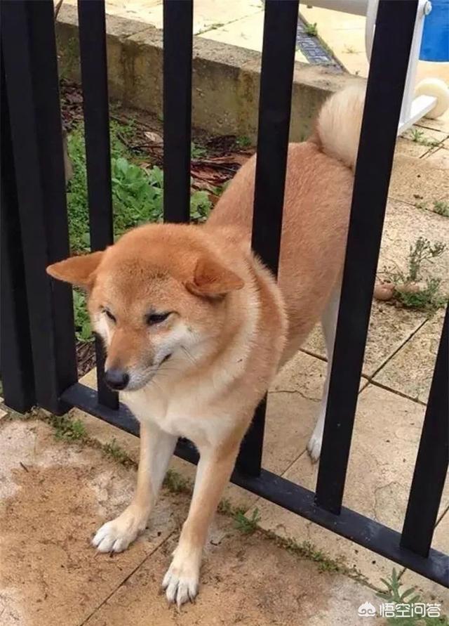 狗和狼的DNA一样吗？插图16