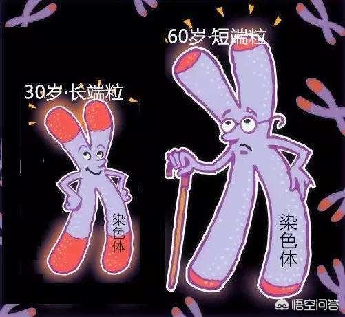 克隆人的利与弊:为什么人们说看看克隆羊多莉，就知道现在很少提“克隆”的原因？