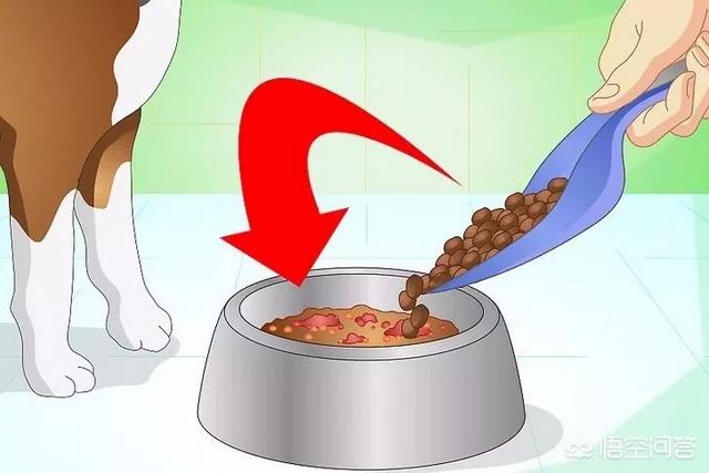 狗狗不吃狗粮怎么办,狗狗爱吃零食不吃狗粮怎么办？
