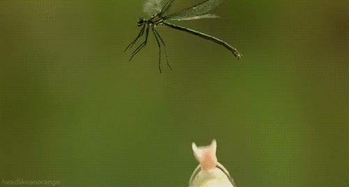 大力神甲虫:被天敌一口吞，体内游走一圈，从肛门扬长而去的生物！有多厉害？