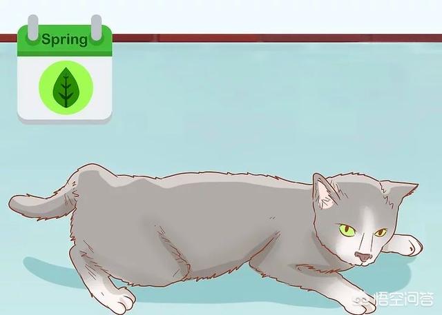 怎么判断猫有没有怀孕,怎么知道猫咪是不是有孩子了？