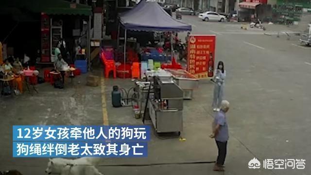 狗狗绊倒八旬老太相关新闻:广东88岁阿婆被狗绳绊倒身亡，你支持立法城市全面禁狗吗？