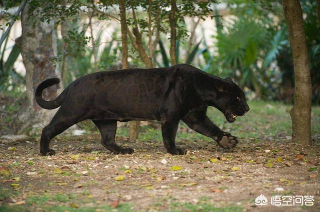 美洲长尾虎猫 价格:美洲虎是虎还是豹？为什么身上是斑点不是条纹？