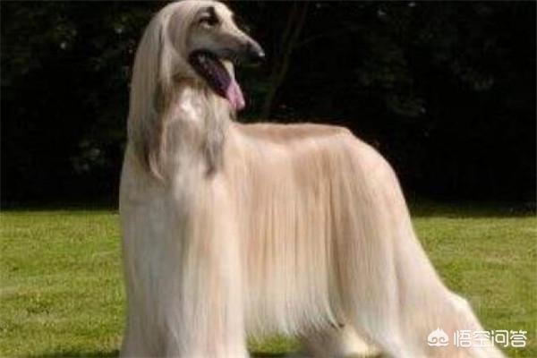 世界十大猎犬名狗排名榜:打猎的狗，有哪些品种值得推荐？