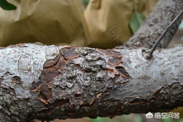 果树缺锌容易发生问题，锌肥成年果树每亩施多少斤？需要注意什么？