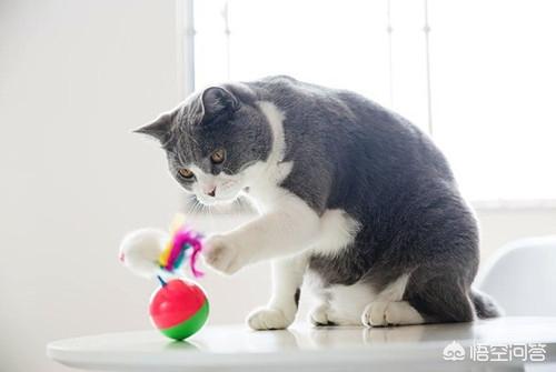 半夜猫叫代表什么:半夜听到猫叫难受的要崩溃是什么情况？