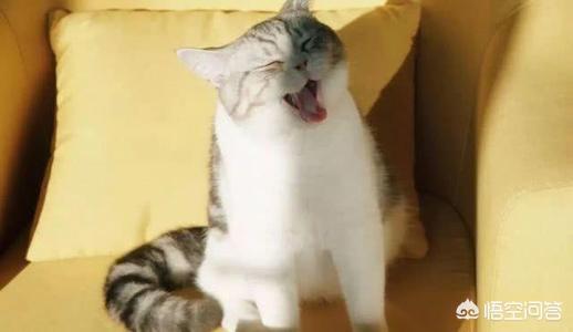 子猫絮语吧:猫犯错后不能打吗？打了会怎样？该怎么教育猫？