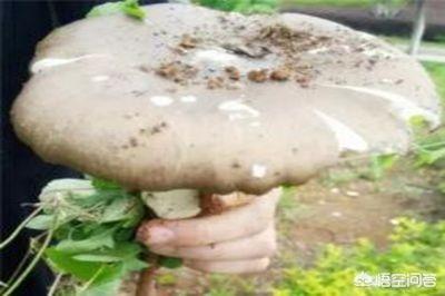 农村现在鸡枞菇泛滥，你见过最大的鸡枞菇长到有多大？