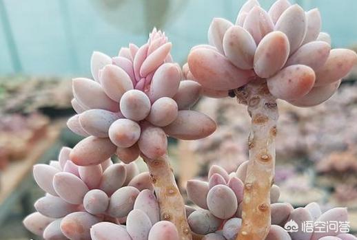 多肉植物翡翠景天小苗:婴儿手指多肉怎么安全度过夏天？