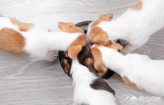 广州禁养犬种 2021:广州禁养犬种图片 2019年北上广的禁养狗狗都有哪些呢？