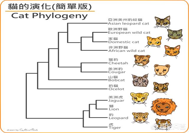 猫和:猫和老鼠有什么让你佩服的地方吗？ 猫和老鼠