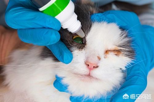 什么猫容易有泪痕:猫咪的眼里含有泪水，这是什么情况？