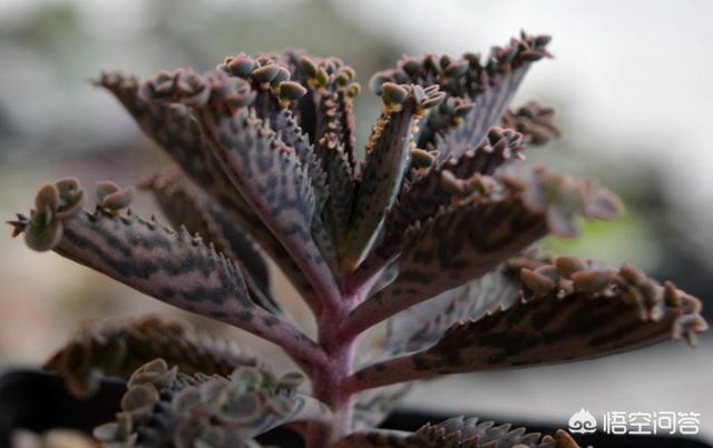 不死鸟植物:不死鸟剪一大枝种土中、水培为啥总坏根部不生根？