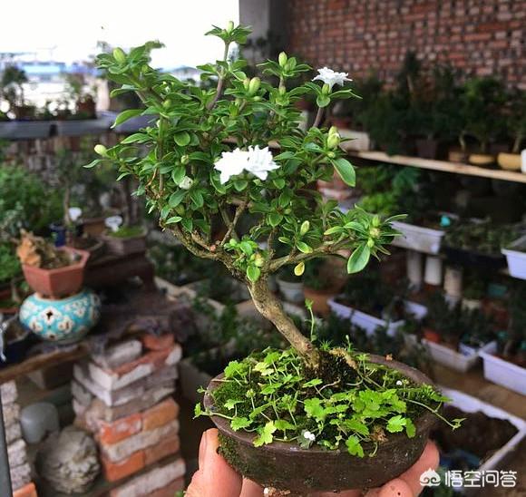 六月雪怎么养:六月雪怎么养家庭养法 六月雪该如何养成盆景呢？
