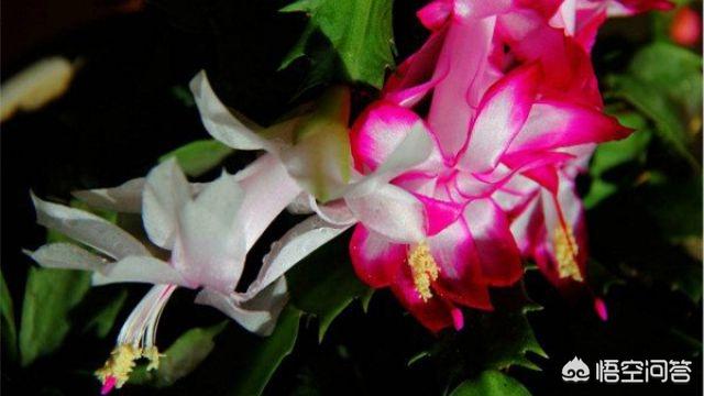 假昙花为什么不开花:假昙花为什么不开花呢 假昙花发芽后，可以施肥吗？施什么肥比较好？