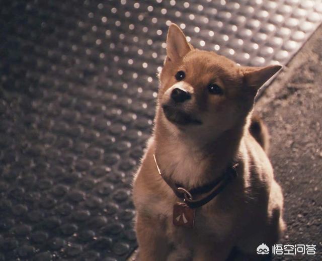 思念里的流浪狗简介:为什么有些狗狗分开几年后会忘记自己的妈妈，却能记得主人？